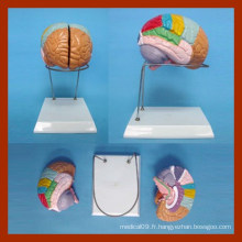 Nature Size Human Brain Model (2 pièces)